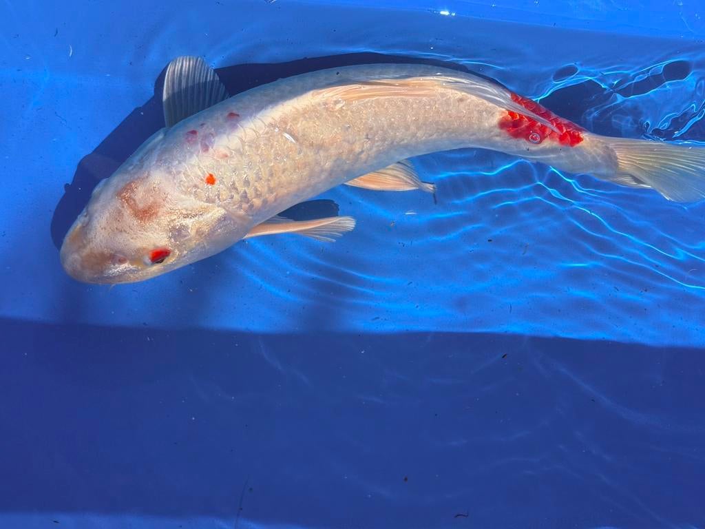 Koi kohaku, Karper of Koi