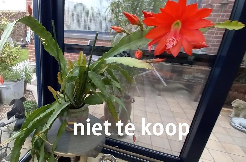 2 potten rode hangcactus, Enlèvement