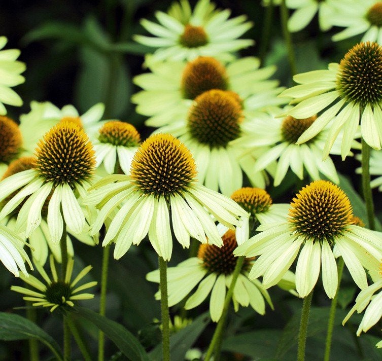 Echinacea Alans Pride, Tuin en Terras, Ophalen