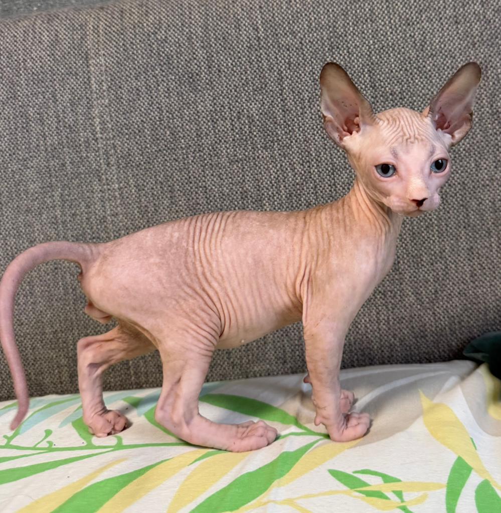 Erkende hobbykwekerij Sphynx Loves You, Dieren en Toebehoren, Poes, Met stamboom, 0 tot 2 jaar