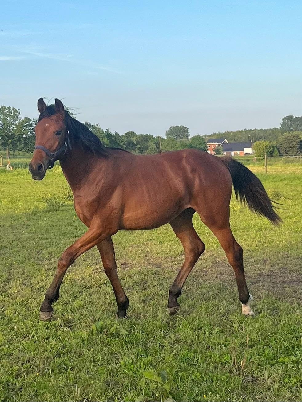 Veelbelovende 1-jarige hengst, Dieren en Toebehoren, Paarden, Hengst, Z