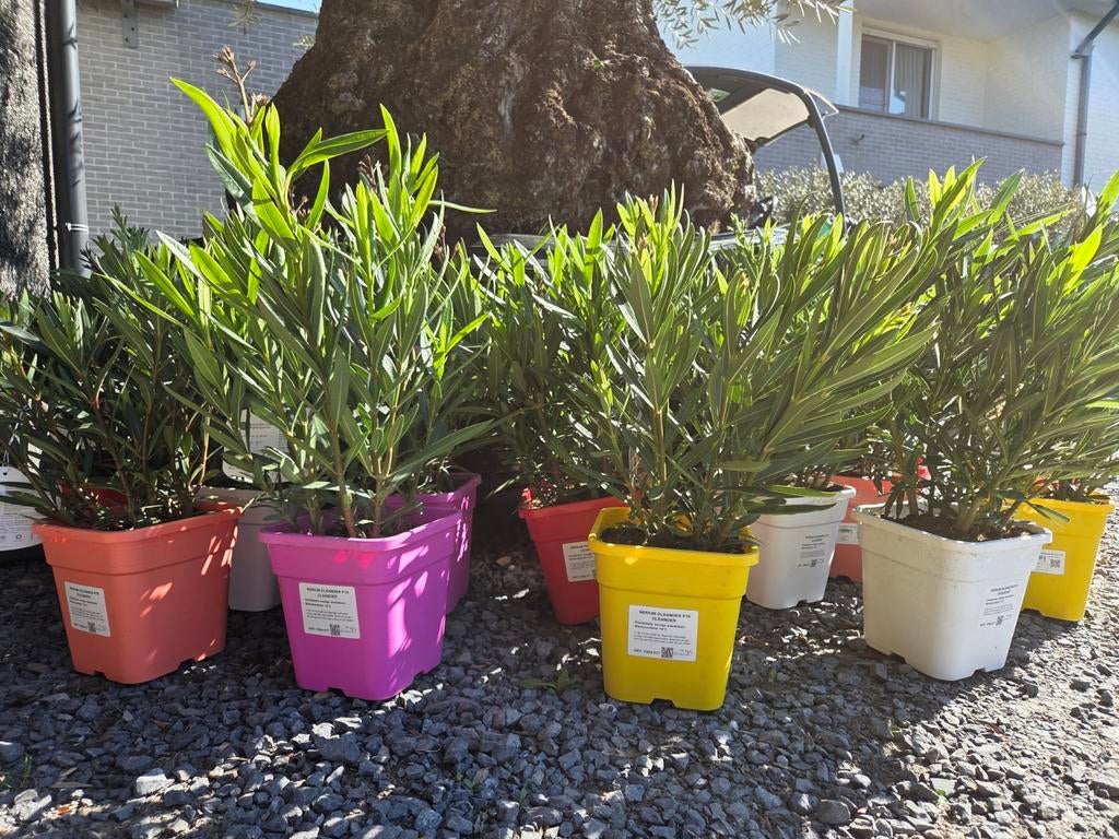 Nerium Oleander, Tuin en Terras, Planten | Tuinplanten, Ophalen