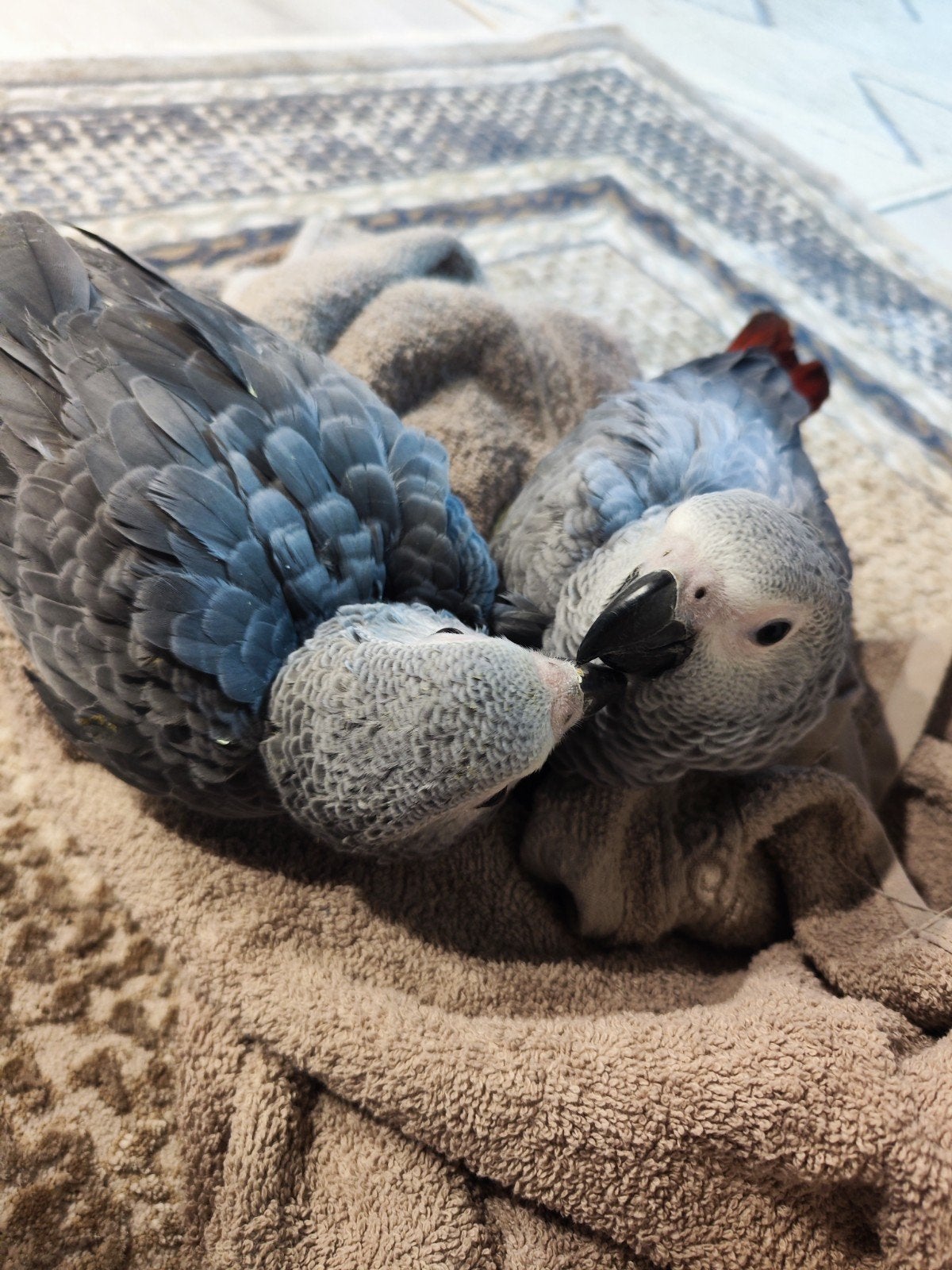 Gris de Gabon élevés à la main, Animaux & Accessoires, Oiseaux | Pigeons
