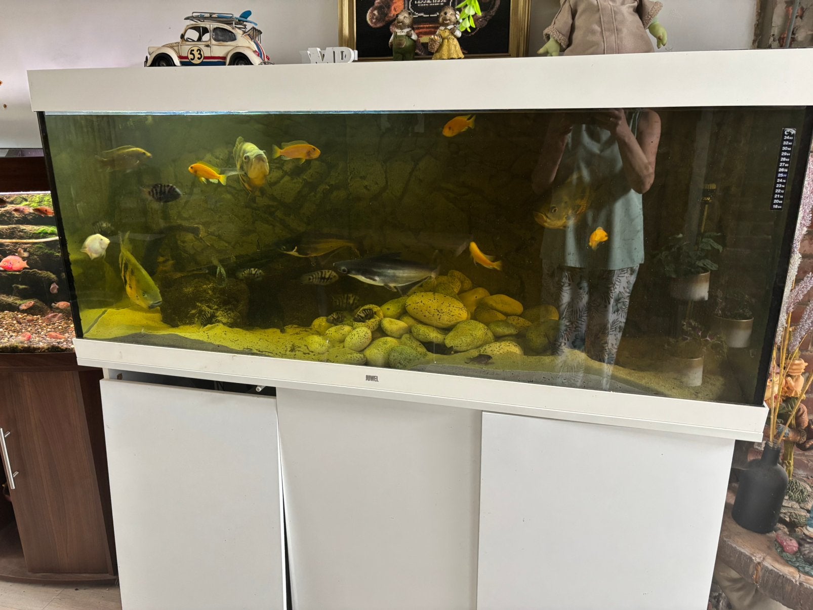 Aquarium + toebehoren + vissen, Enlèvement, Comme neuf, Filter