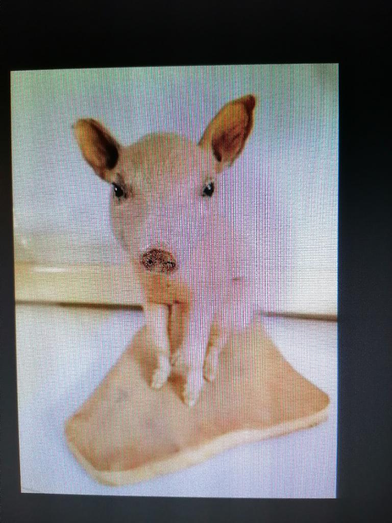 Taxidermy, Verzamelen, Dierenverzamelingen, Verzenden, Zo goed als nieuw, Overige soorten, Opgezet dier