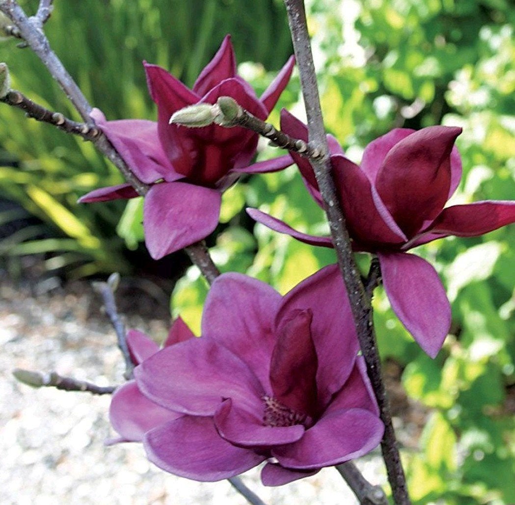 Magnolia's, Tuin en Terras, Ophalen, Volle zon