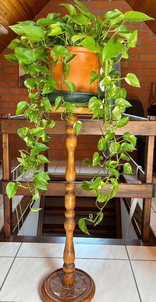 Drakenklimop en cactussen, Huis en Inrichting, Kamerplanten, Ophalen, Vetplant