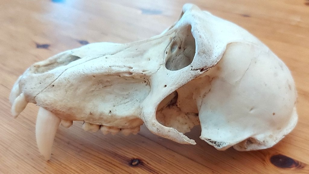 2 schedels, 1 leeuw en 1 baviaan, Diversen, Ophalen, Gebruikt