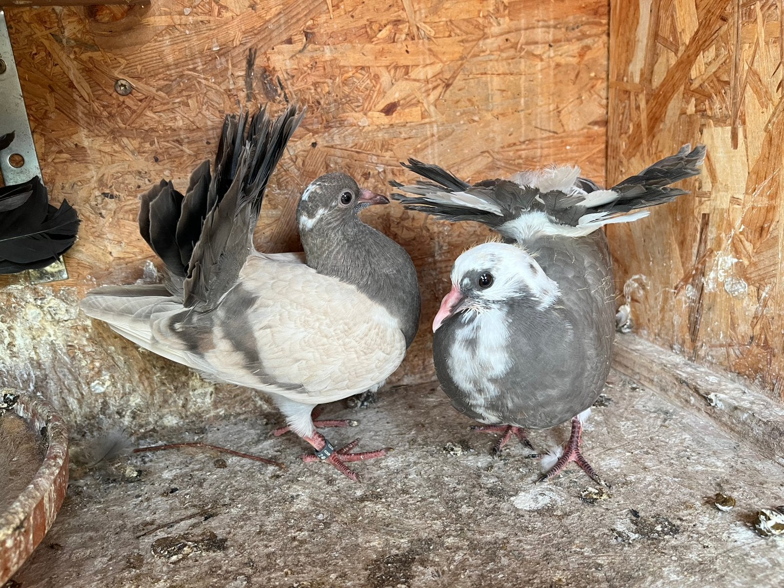Pauwstaart met waaierstaart, Meerdere dieren, Overige soorten