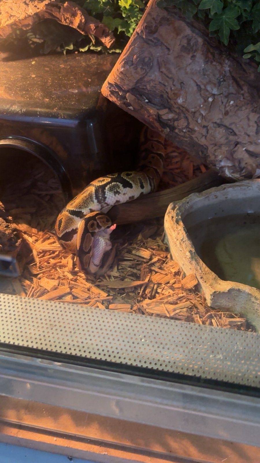 2 Phytons, Dieren en Toebehoren, Reptielen en Amfibieën, Slang, Tam, 0 tot 2 jaar