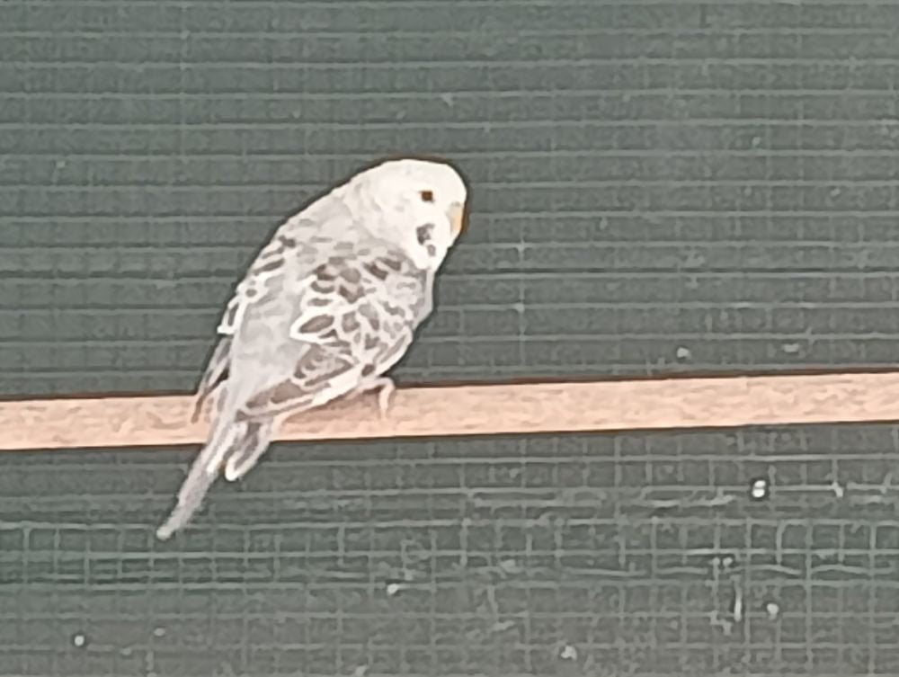 jonge parkiet, Parkiet