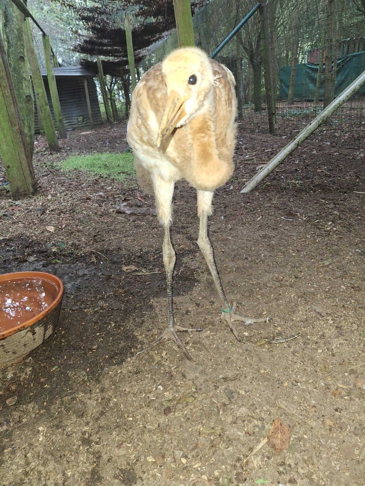 Japanse kraanvogel, Geringd