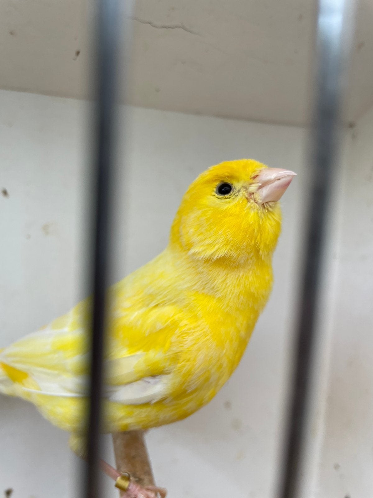 Te koop mooie gele kanarie van 2025 met ring mooie fluister, Mâle, Canari de couleur