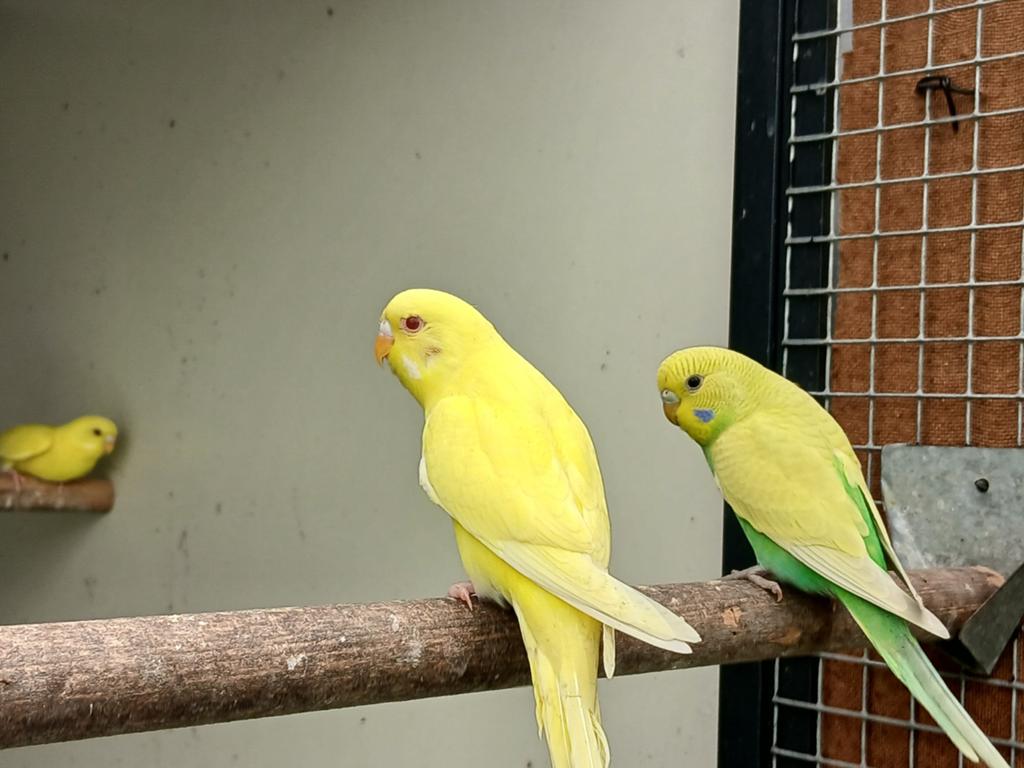 Te koop Grasparkieten, Sexe inconnu, Perruche