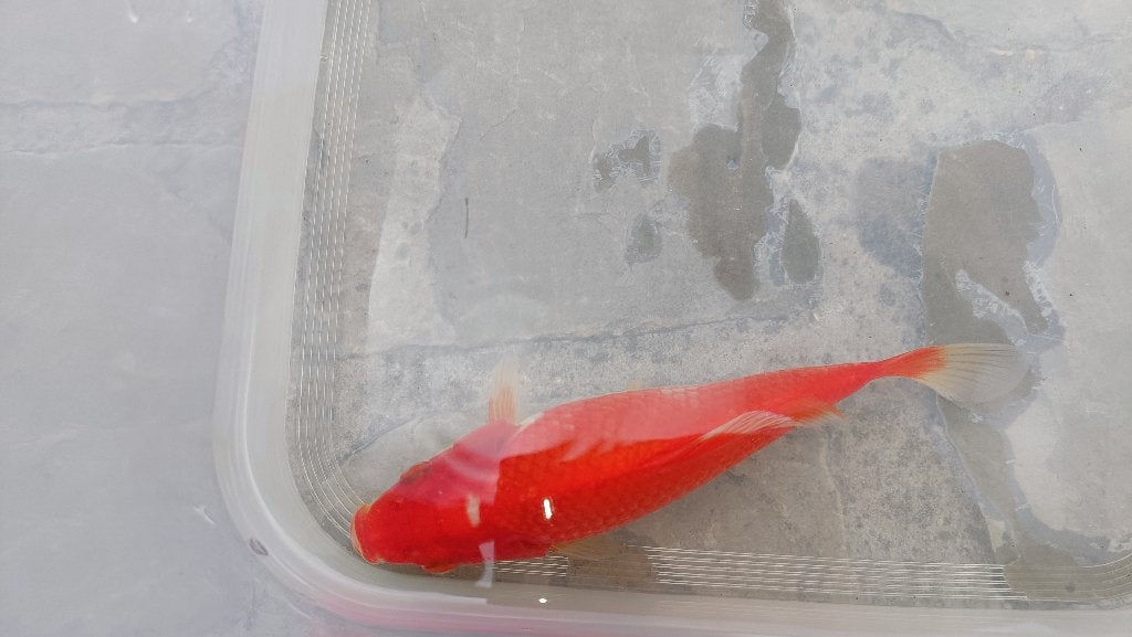 Goudvis / Sarasa +-16cm, Goudvis(sen)
