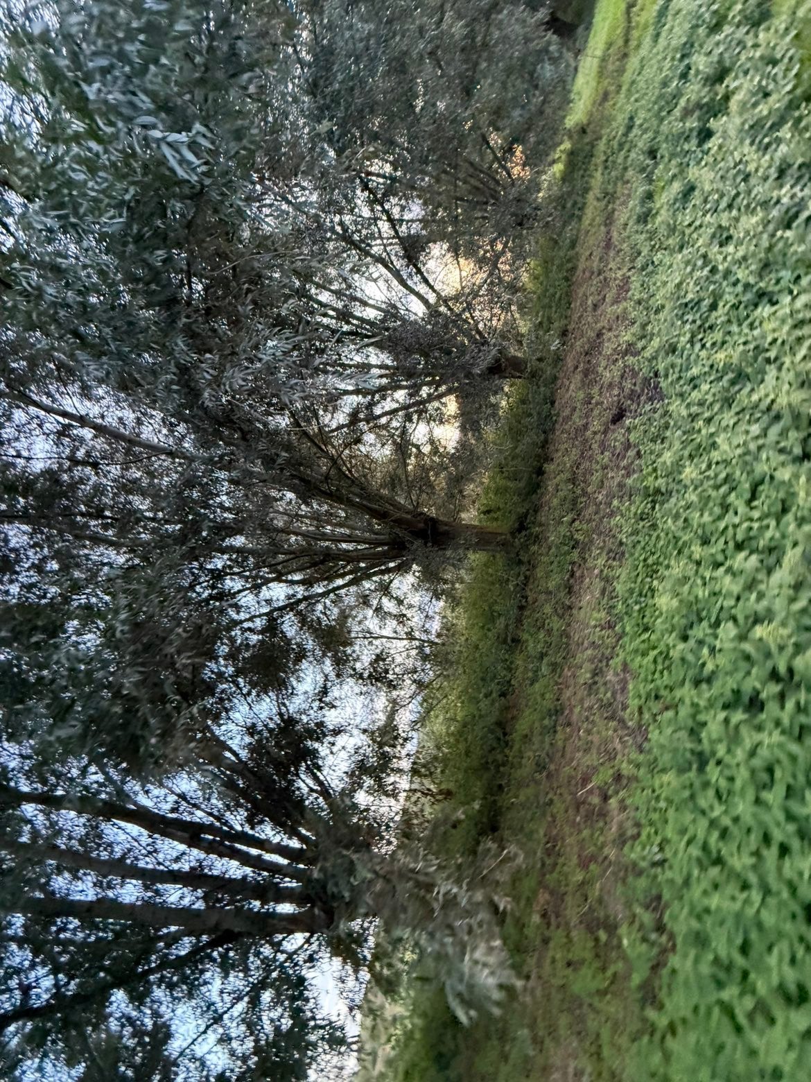 Wilgen bomen gratis brandhout, Tuin en Terras, Ophalen