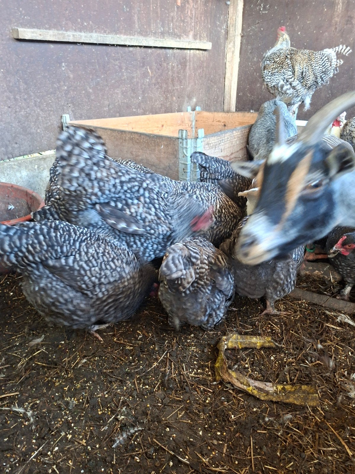 Mechelse koekoek hennen en hanen, Dieren en Toebehoren