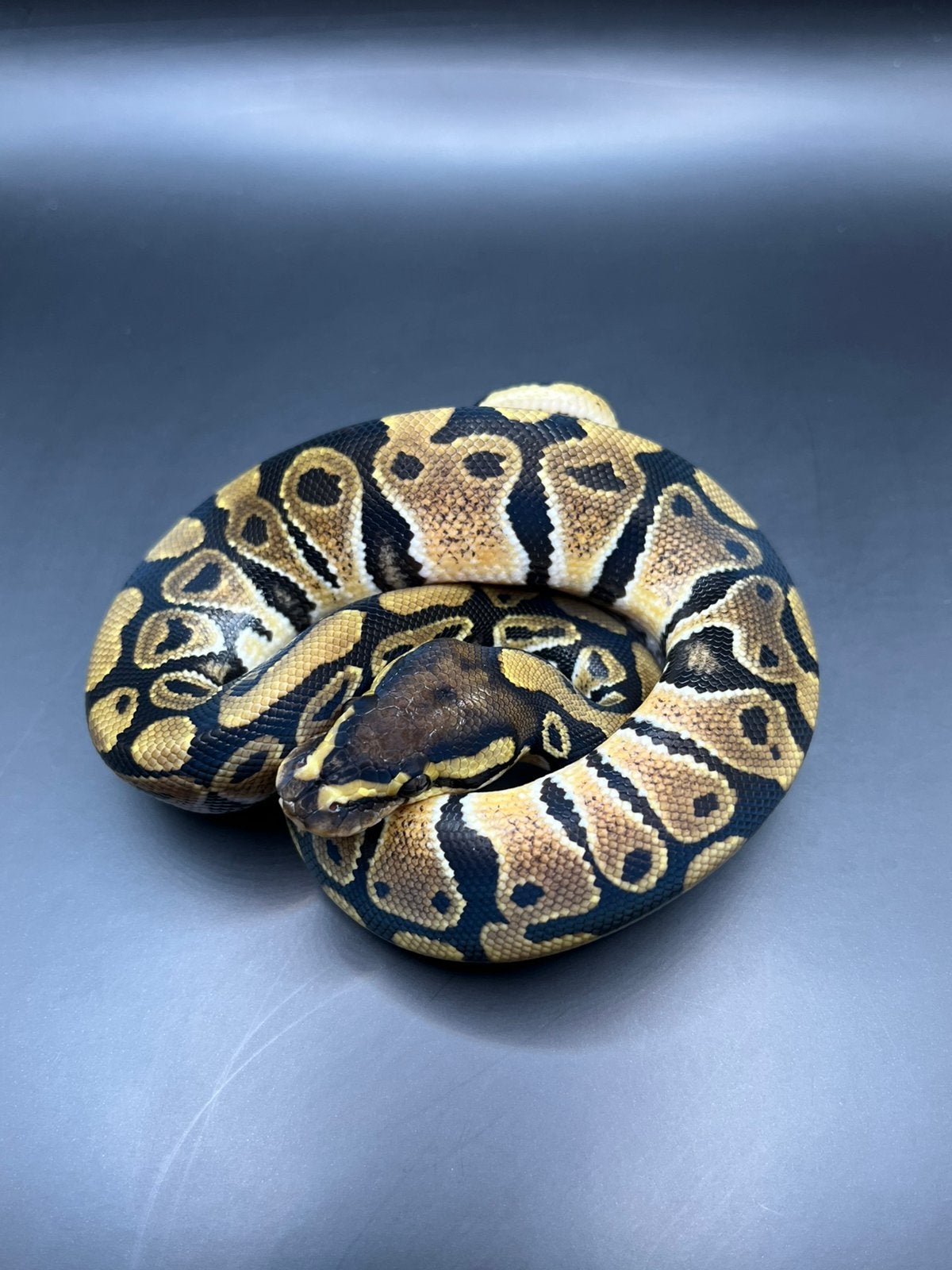 Sale Antwerpen Div.Koningspythons,Ball Python,Python Regius Ball Python photo 8