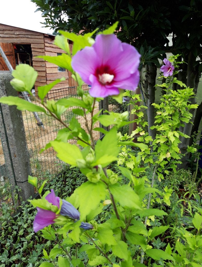 Hibiscus, Enlèvement, Arbuste