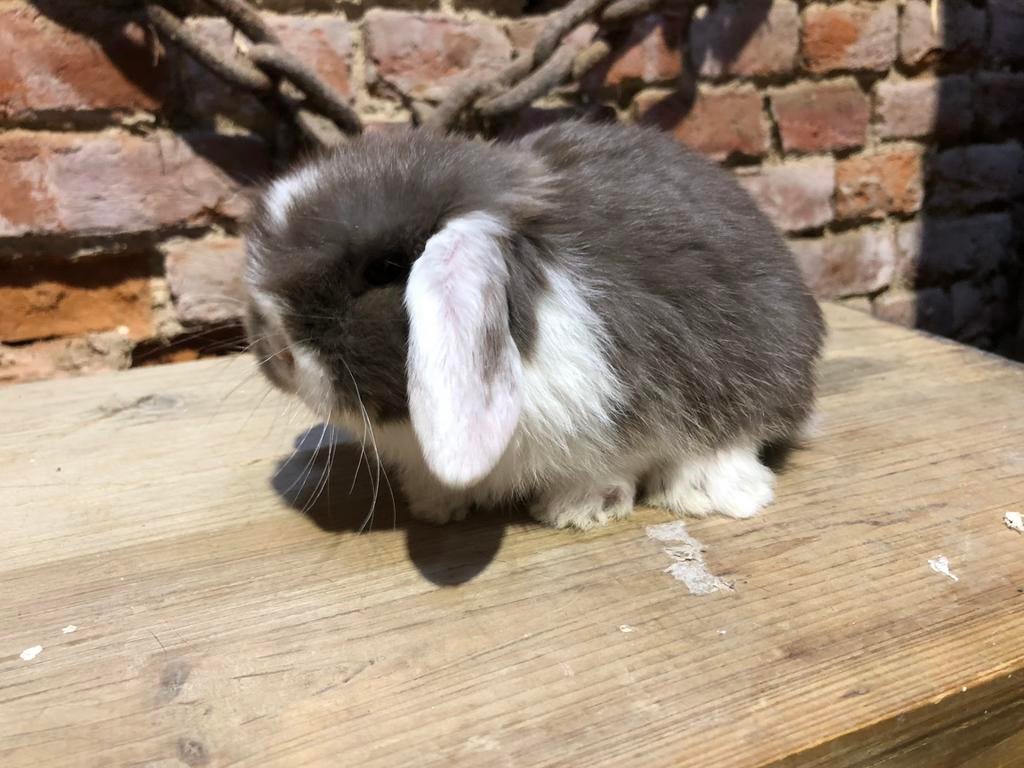 Portee Minilop, Plusieurs animaux, Nain, Oreilles tombantes, 0 à 2 ans