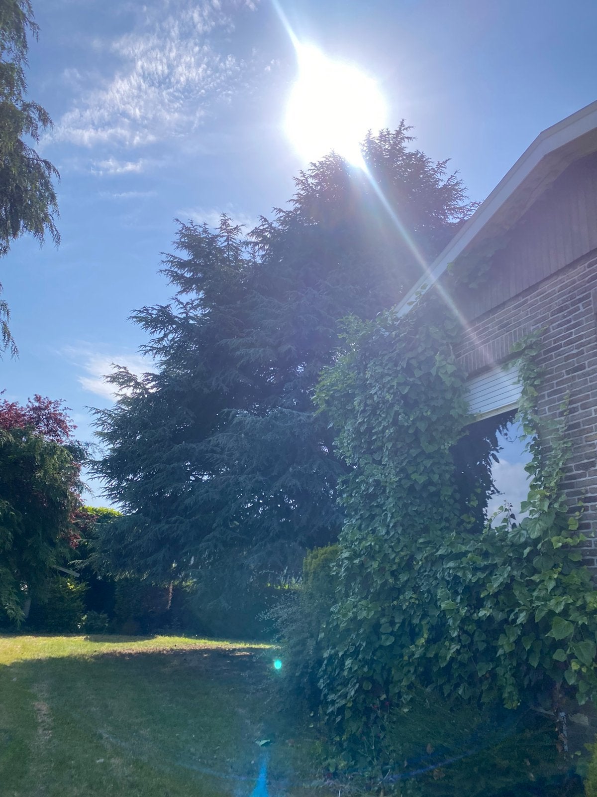 Goedkoop Ceder hout, 30/10 beschikbaar, Jardin & Terrasse, 6 m³ ou plus, Enlèvement, Autres essences de bois