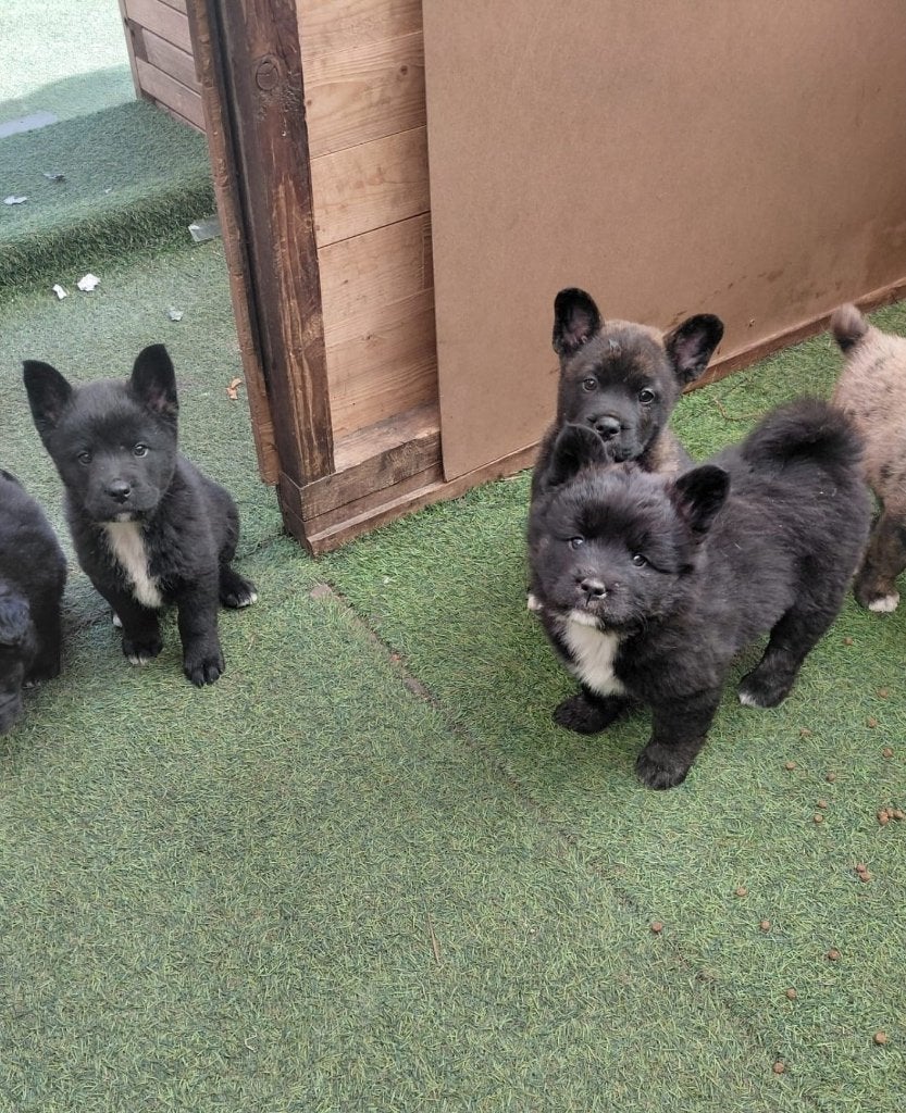 Akita x franse bulldog pups particulier geboren, Dieren en Toebehoren, België, 15 weken tot 1 jaar, Teef, Meerdere