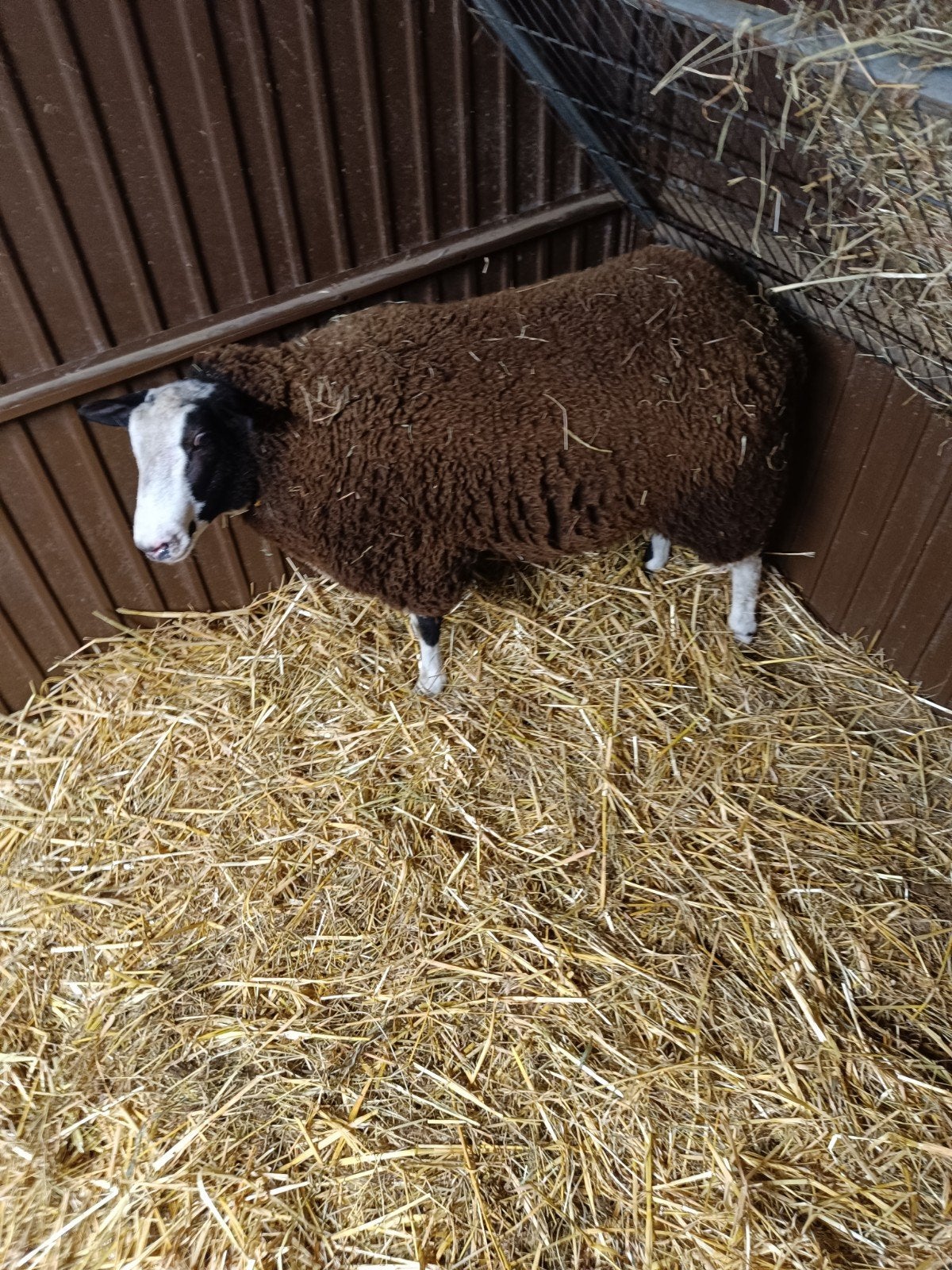 schapen bok, Dieren en Toebehoren