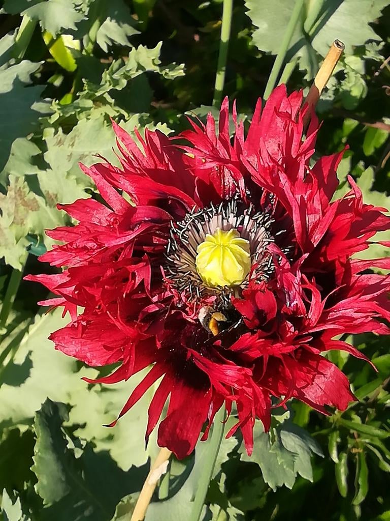 Graines rouges de Papaver Somniferum, « Sleeping Globe », Envoi