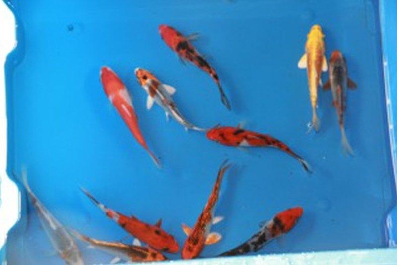 koi in kleine & grote maten, Karper of Koi
