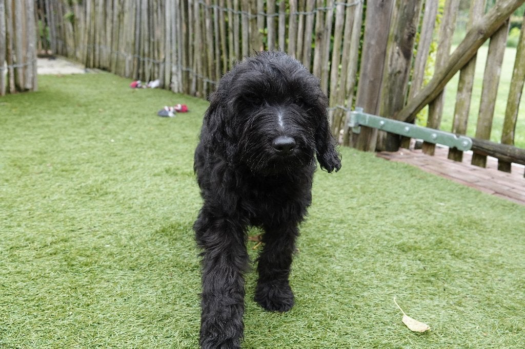 Chiots Mini Labradoodle noirs et chocolat avec pedigree, Autres races, Plusieurs, Hépatite contagieuse (maladie de Rubarth), Belgique