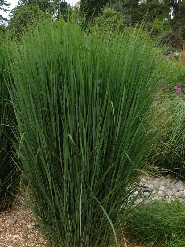 Panicum Thundercloud, Tuin en Terras, Ophalen