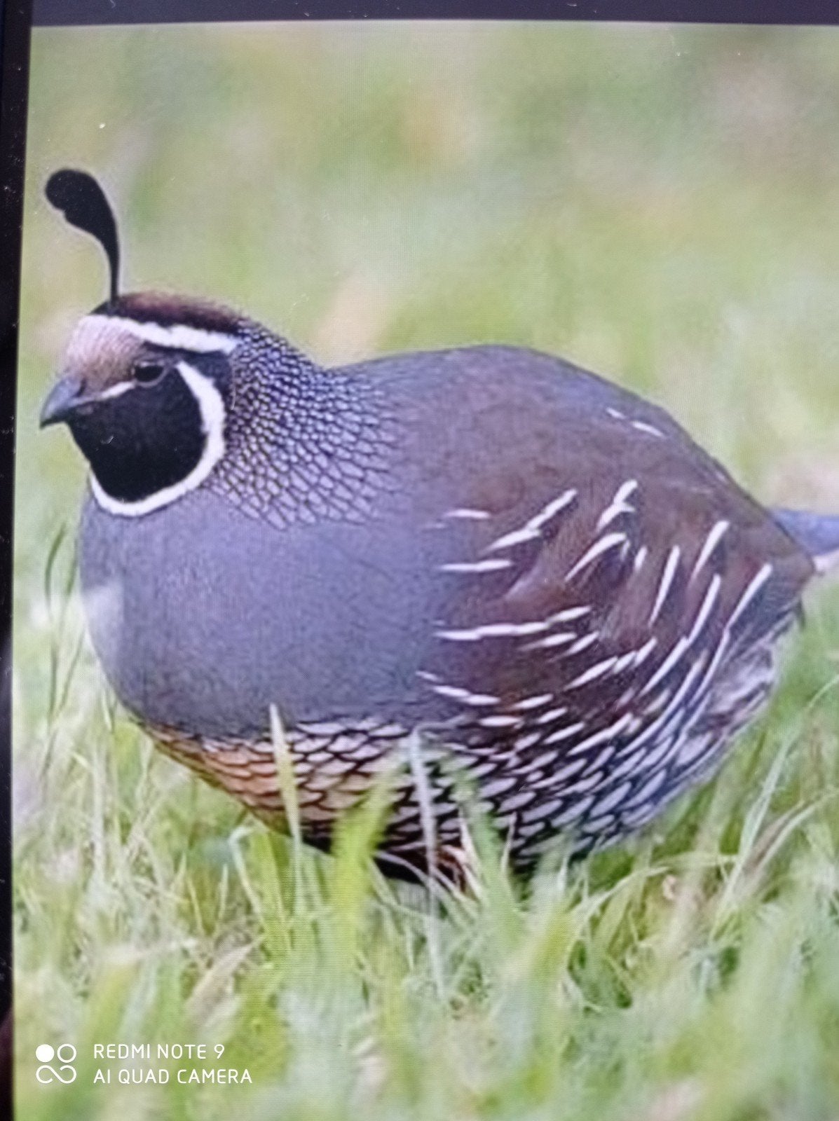 Californische kuifkwartels, Dieren en Toebehoren, Meerdere dieren