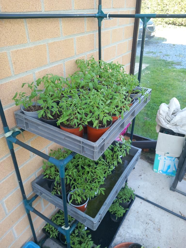 Plant de tomate, Jardin & Terrasse, Plantes | Jardin, Annuelle, Plantes potagères, Plein soleil, Été, Enlèvement