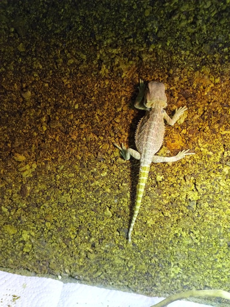 Prachtige baardagamen, Dieren en Toebehoren, Hagedis, Tam, 0 tot 2 jaar