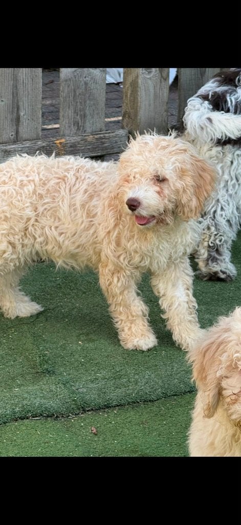 Chiens hypoallergéniques : Labradoodle et Lagotto, Animaux & Accessoires, Chien (mâle), Hépatite contagieuse (maladie de Rubarth)
