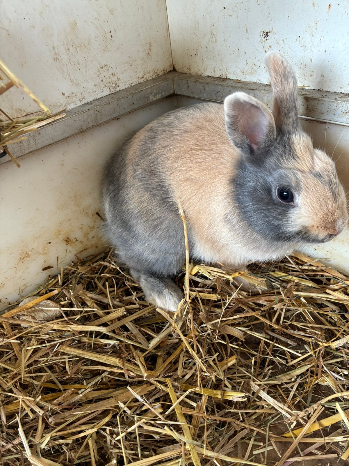 2 mannelijke dwergkonijnen, Dieren en Toebehoren