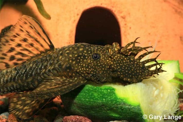 Bristlenose Pleco