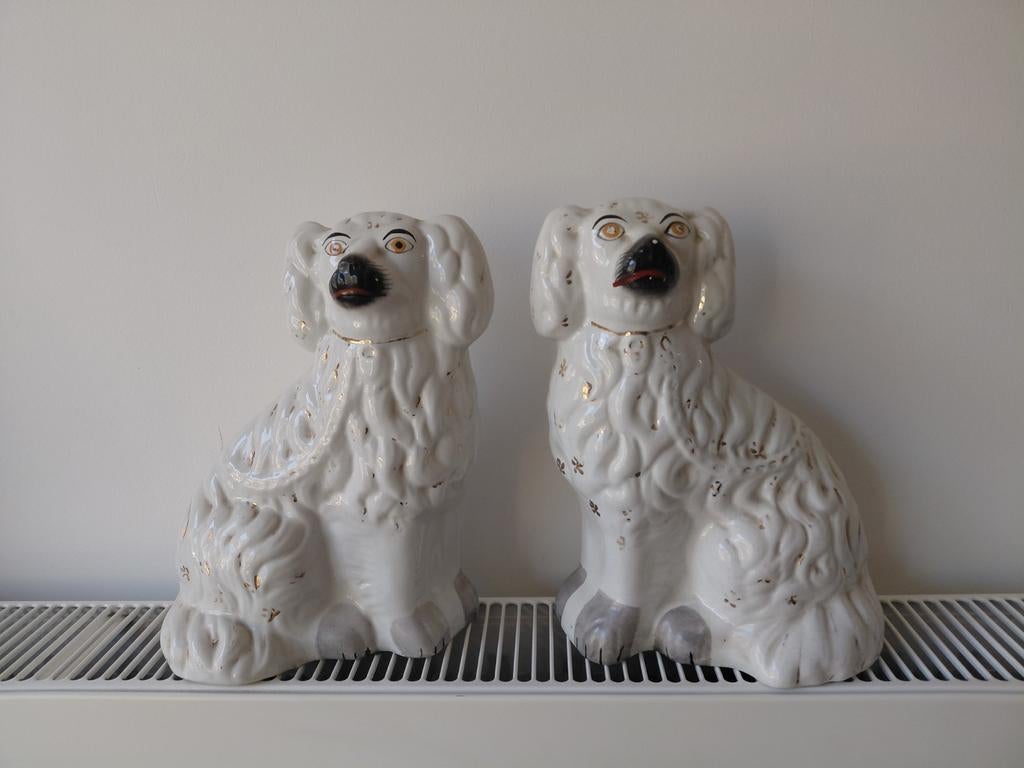 Stel Staffordshire-spaniëlhonden, Ophalen