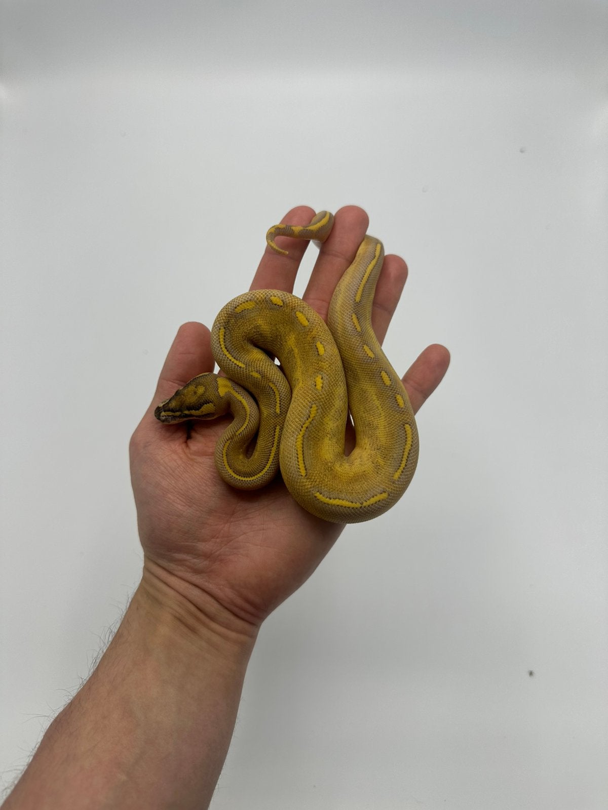 0.1 python regius - OD highway ph clownpied poss enchi, Dieren en Toebehoren