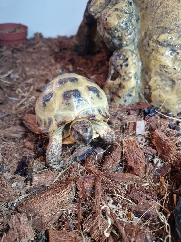 Russische vierteen schildpad 3 jaar oud, Dieren en Toebehoren, Reptielen en Amfibieën, Schildpad