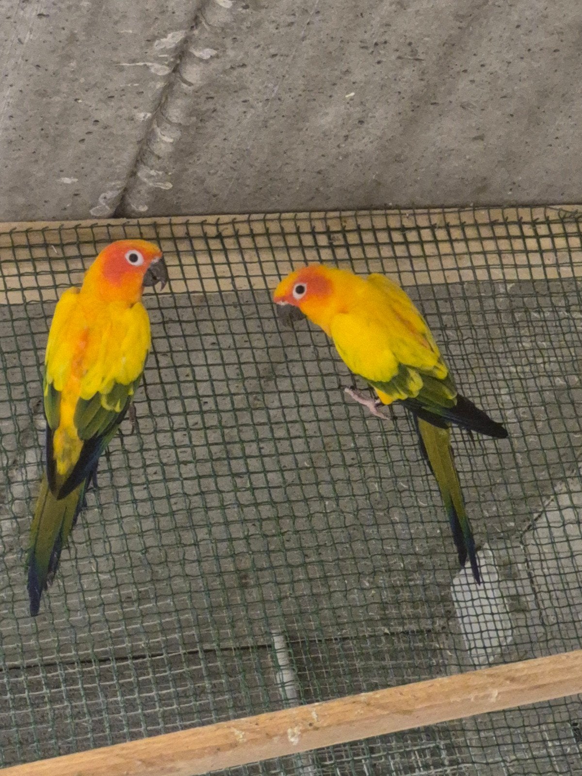 zonparkieten, Plusieurs animaux, Perruche