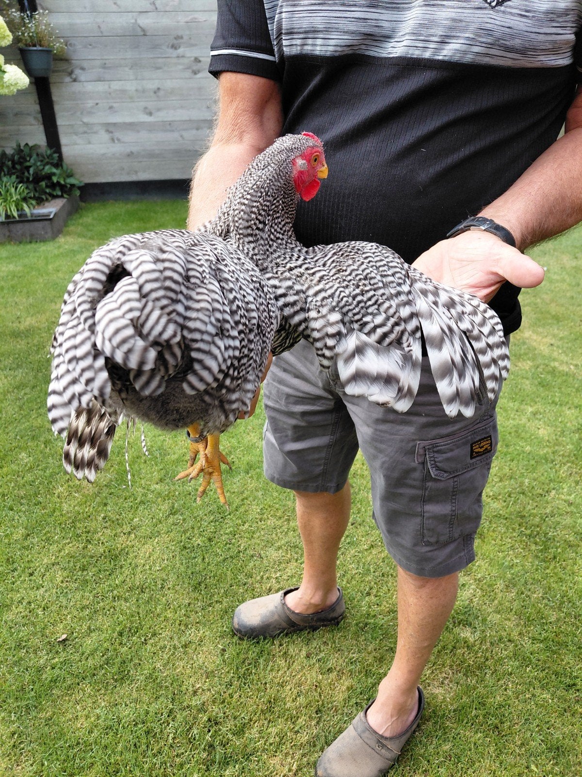 Gestreepte Wyandotte kriel trio prijs 45euro, Dieren en Toebehoren, Pluimvee