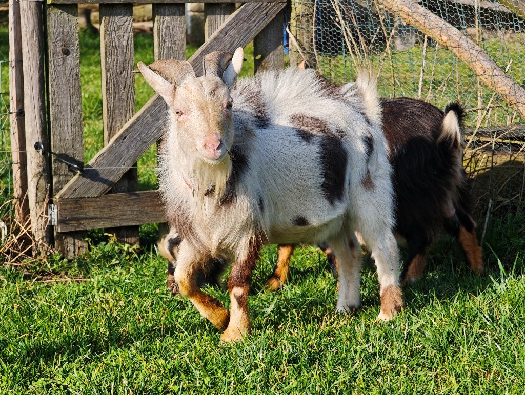 Marbré, Mâle, Chèvre, 0 à 2 ans