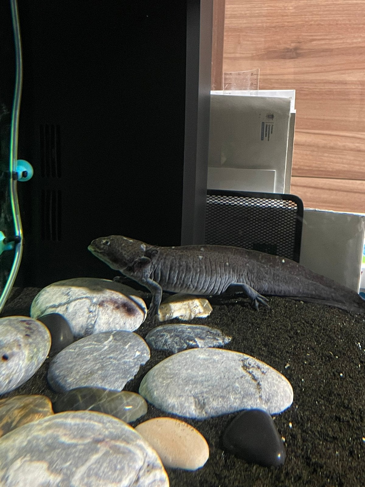 Axolotl met aquarium en toebehoren, Amfibie, Met terrarium, 0 tot 2 jaar