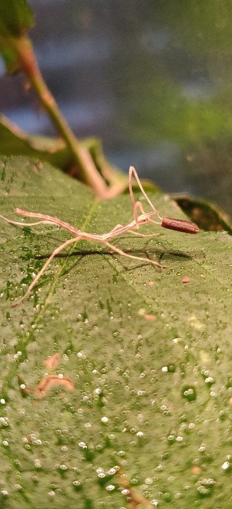 Wandelende takken - Entoria nuda, Dieren en Toebehoren, Insecten en Spinnen, Wandelende tak