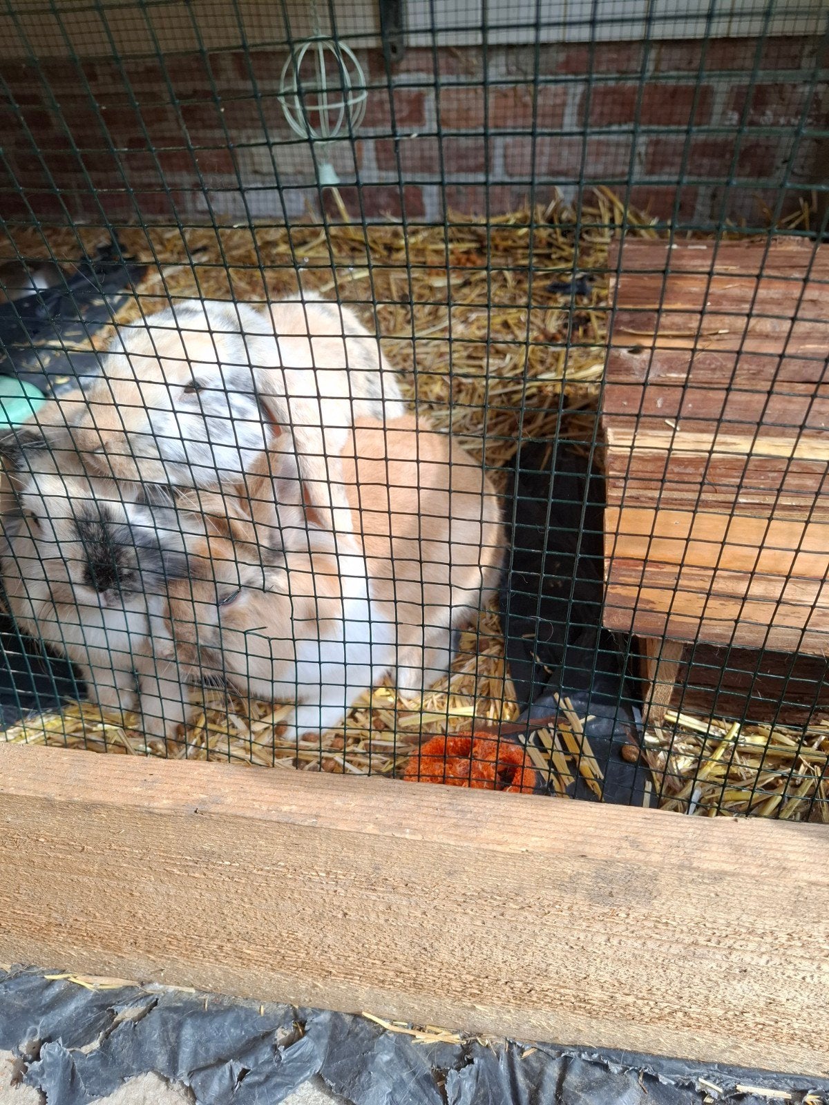 konijnen, Dieren en Toebehoren, Konijnen, Meerdere dieren, Middelgroot, Hangoor, 0 tot 2 jaar