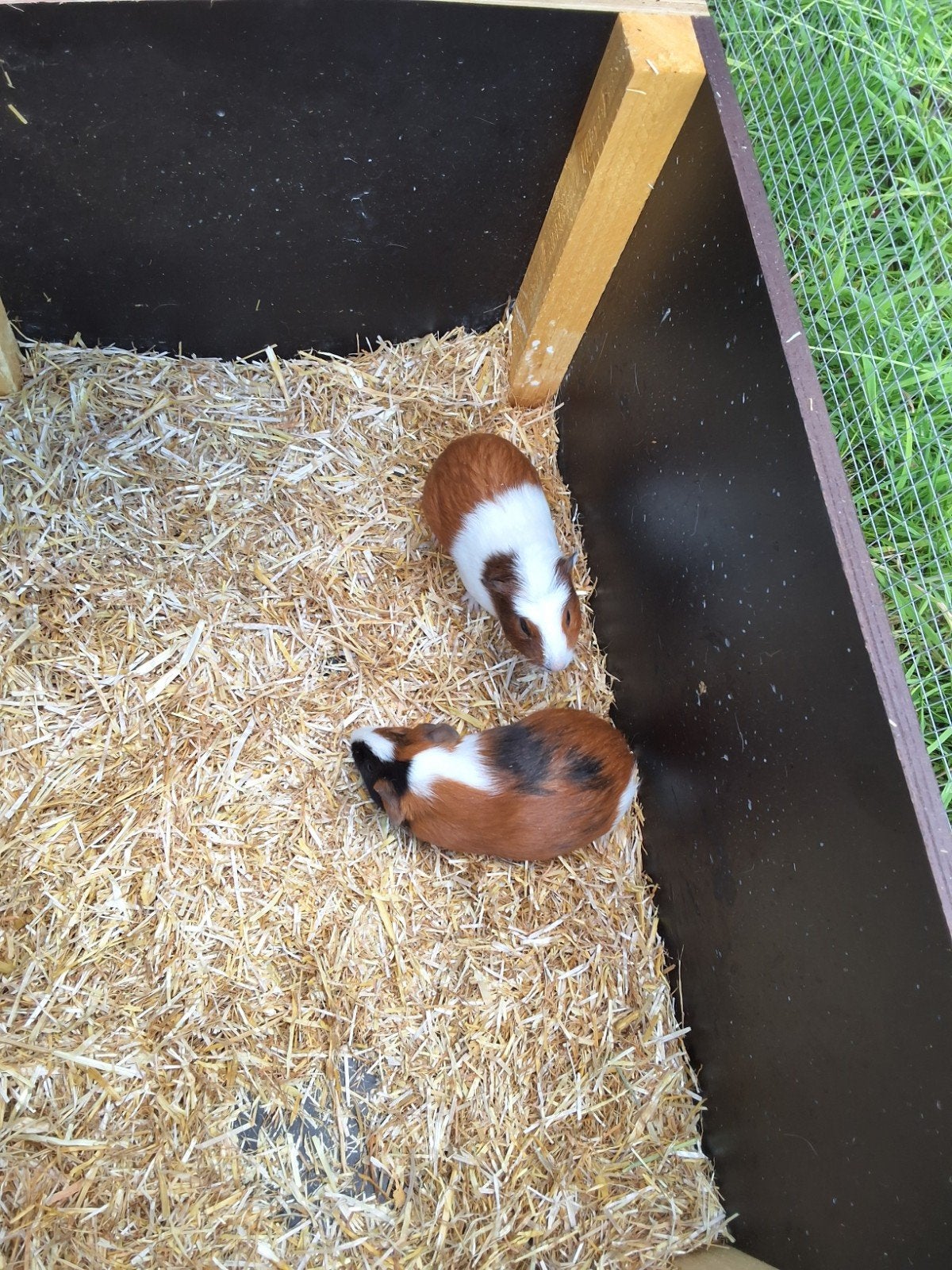 Cavia zusjes vrouwtjes, Dieren en Toebehoren, Knaagdieren, Mei, Vrouwelijk, Cavia