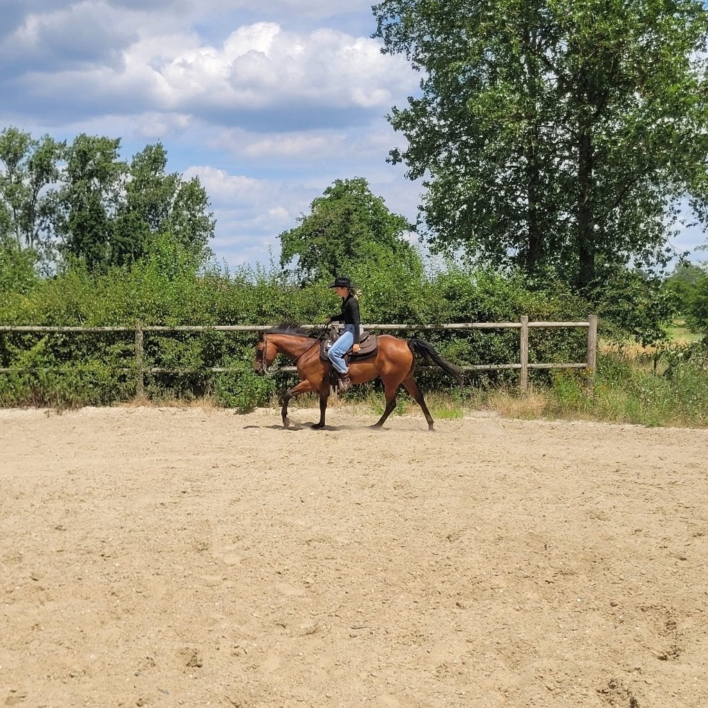 19 jarige quarter, Animaux & Accessoires, Chevaux, Hongre, Moins de 160 cm, 11 ans ou plus, Cheval western, Avec pedigree, Avec puce électronique