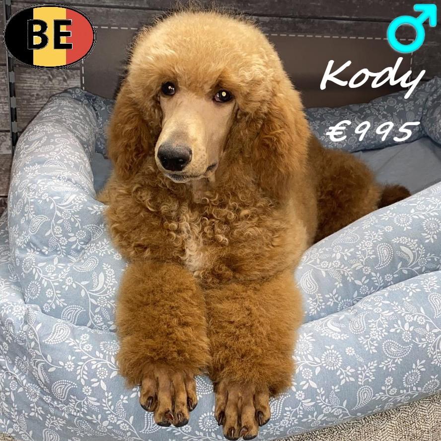 Kody, magnifique mâle Caniche Royal - à vendre, 15 semaines à 1 an, Commerçant, Chien (mâle), Caniche