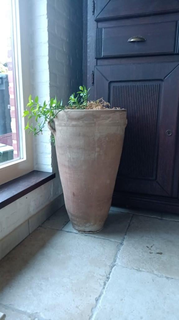 tropische binnen plant in hoge luxe terracotta pot, Huis en Inrichting, Kamerplanten, Ophalen, Vetplant, Volledige schaduw, 100 tot 150 cm